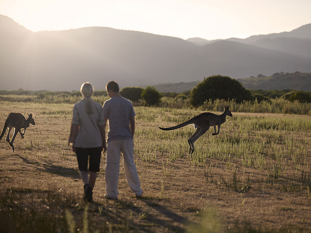 early morning grass meadow with couple holding hands and kangaroos nearby
