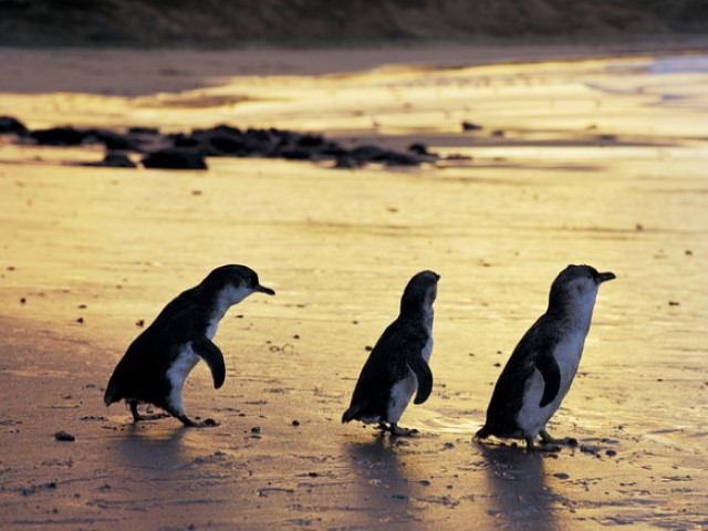 Three penguins 